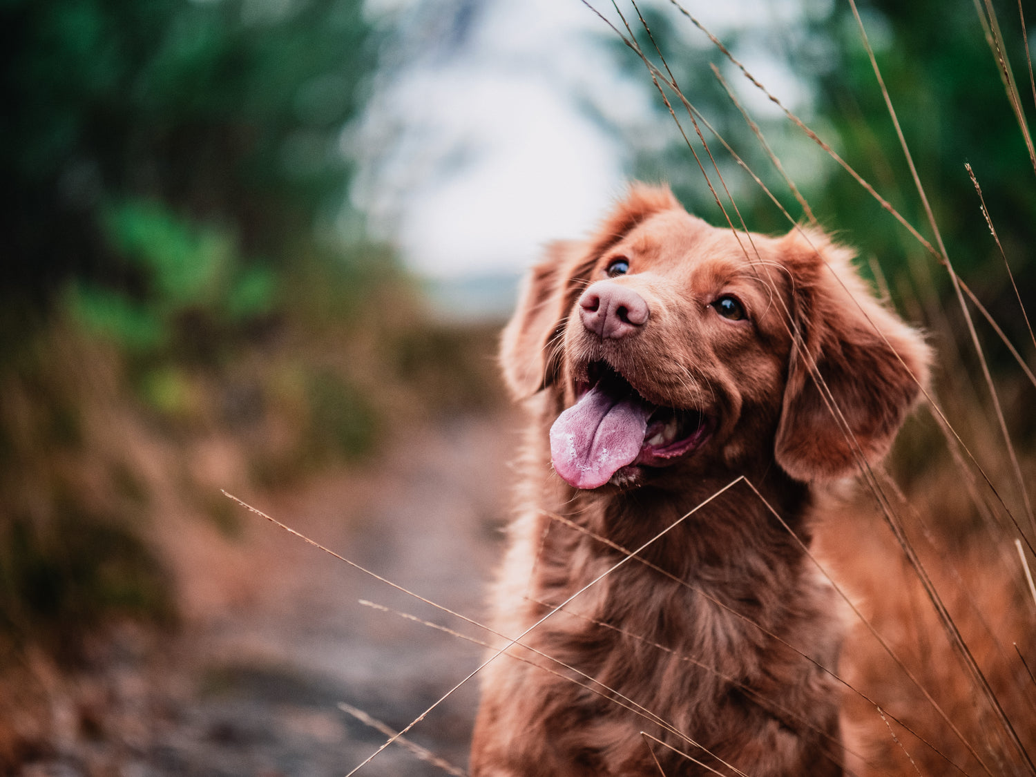 Happy Nova Scotia Duck Tolling Retriever playing outside