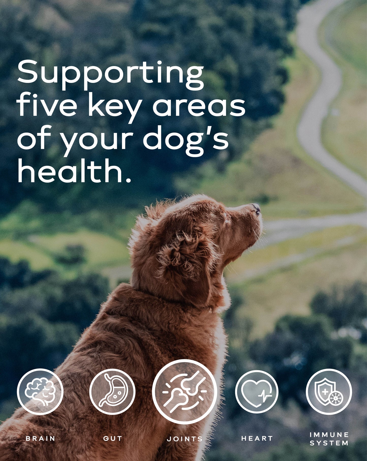hund Daily Supplements