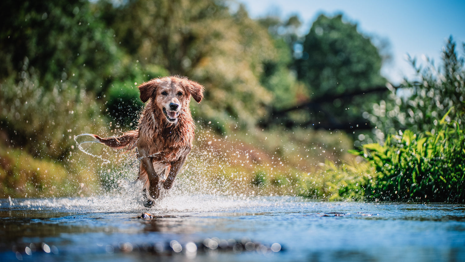 Happy Golden Retriever enjoying being active outdoors