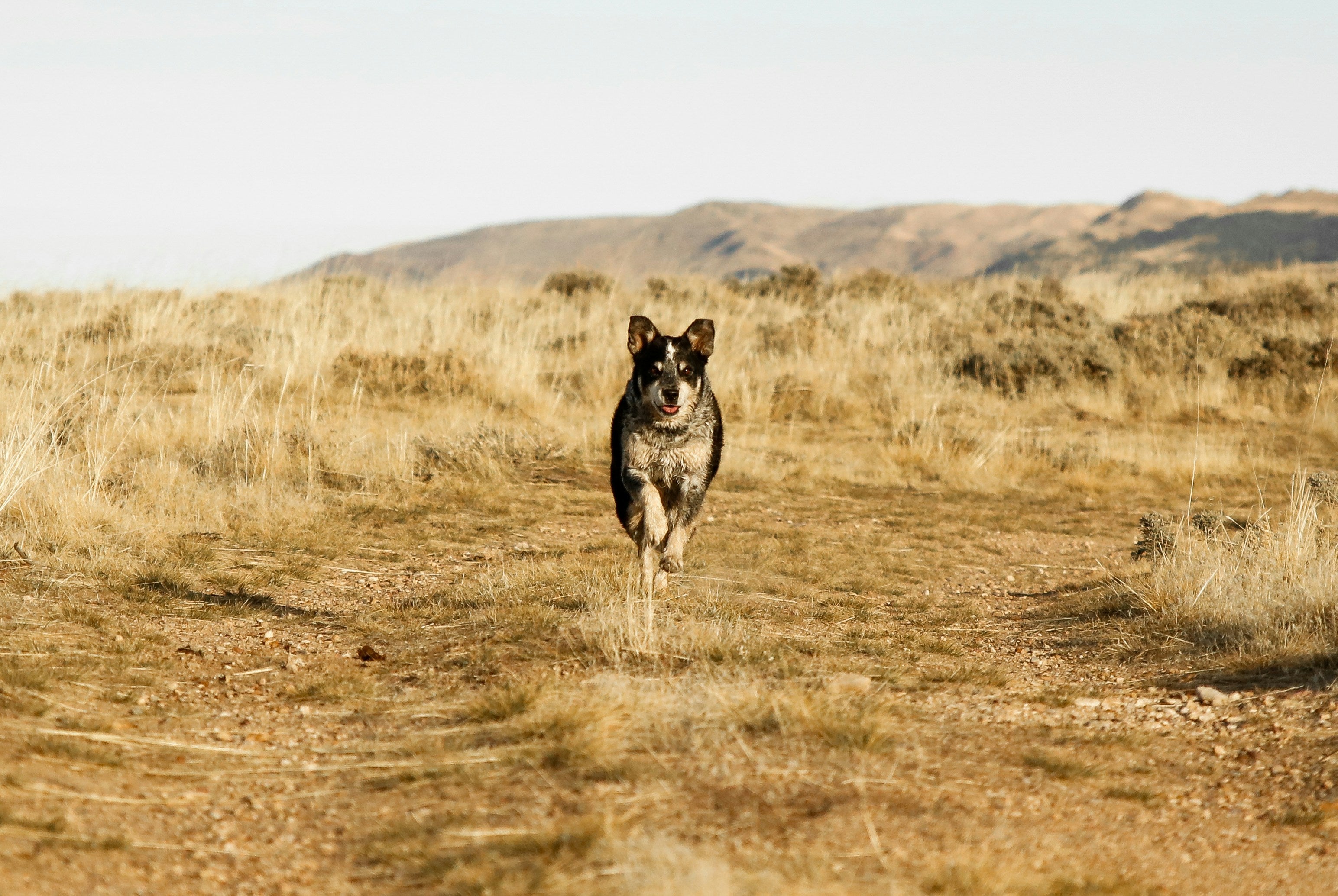 Active happy Australian Cattle dog running outdoors by mountains
