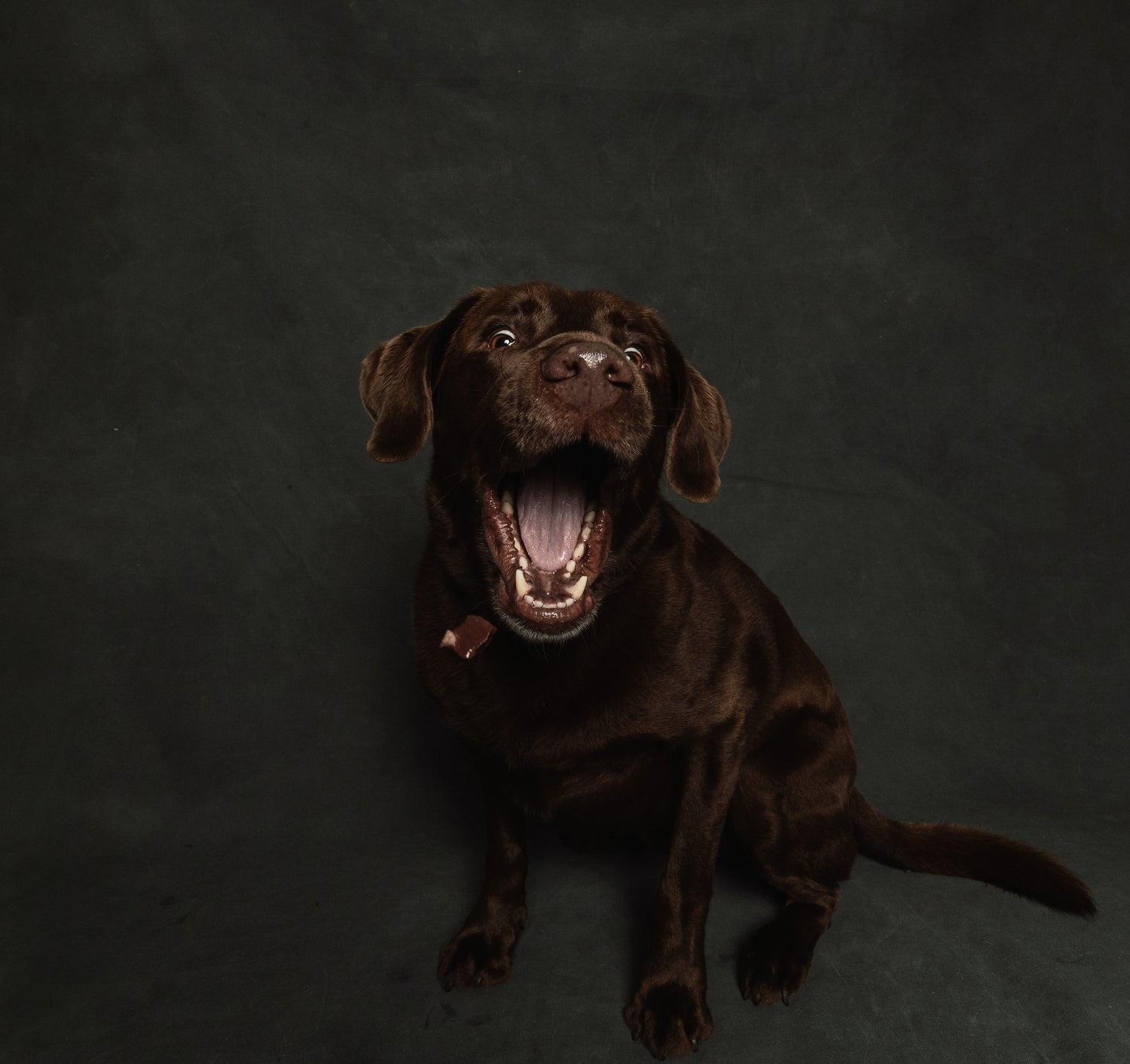 Happy Labrador enjoying hund supplement chew