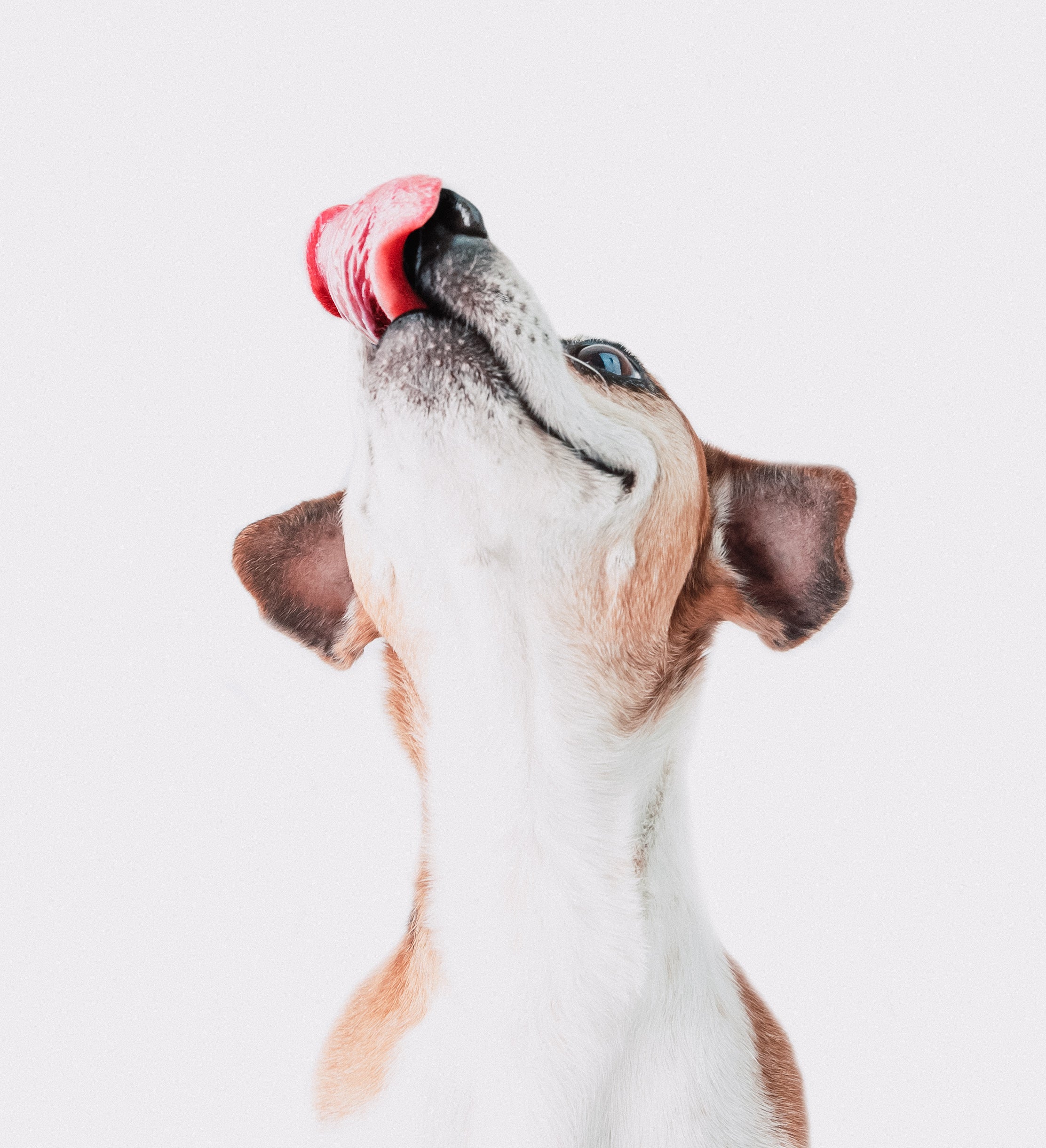 Happy small dog catching tasty hund Supplement chew