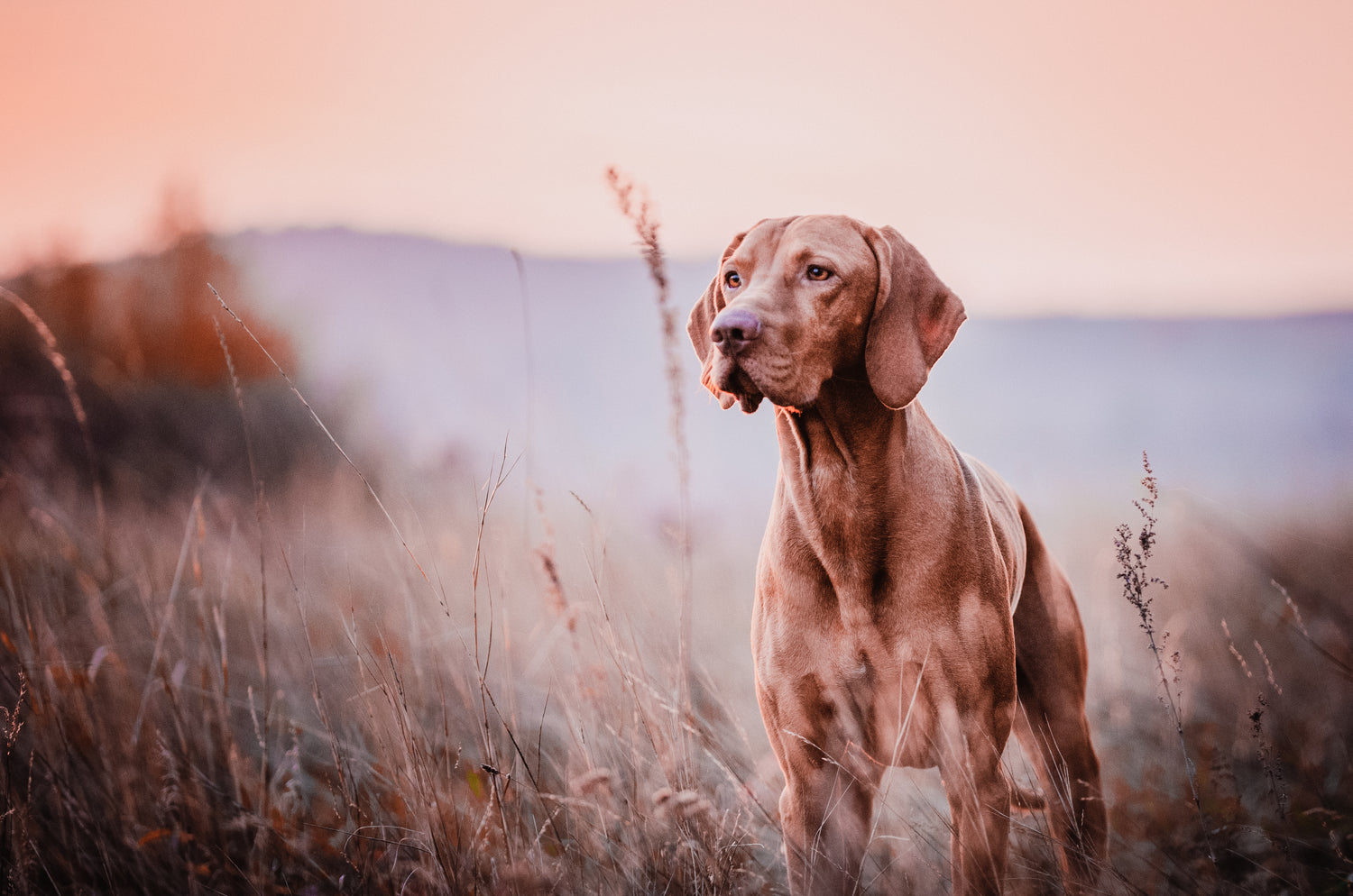 Healthy Visla dog enjoying hund Mobility Chews outdoors