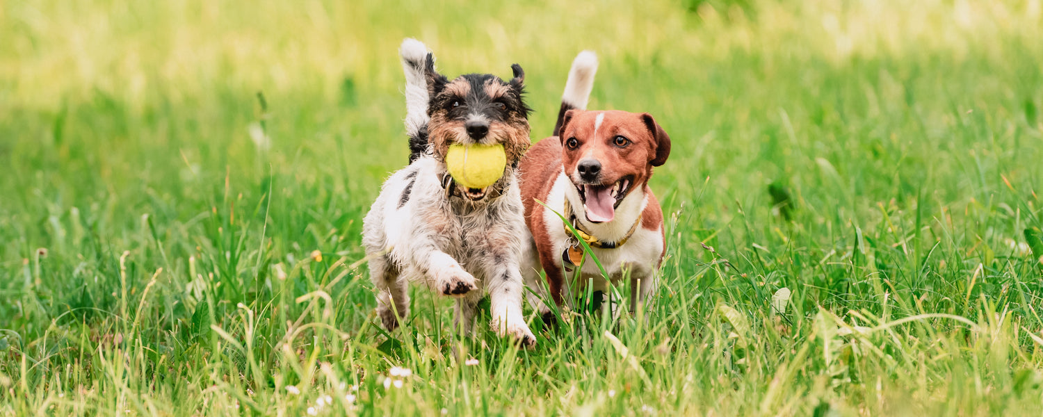 Happy Jack Russel enjoying playing and being active outdoors