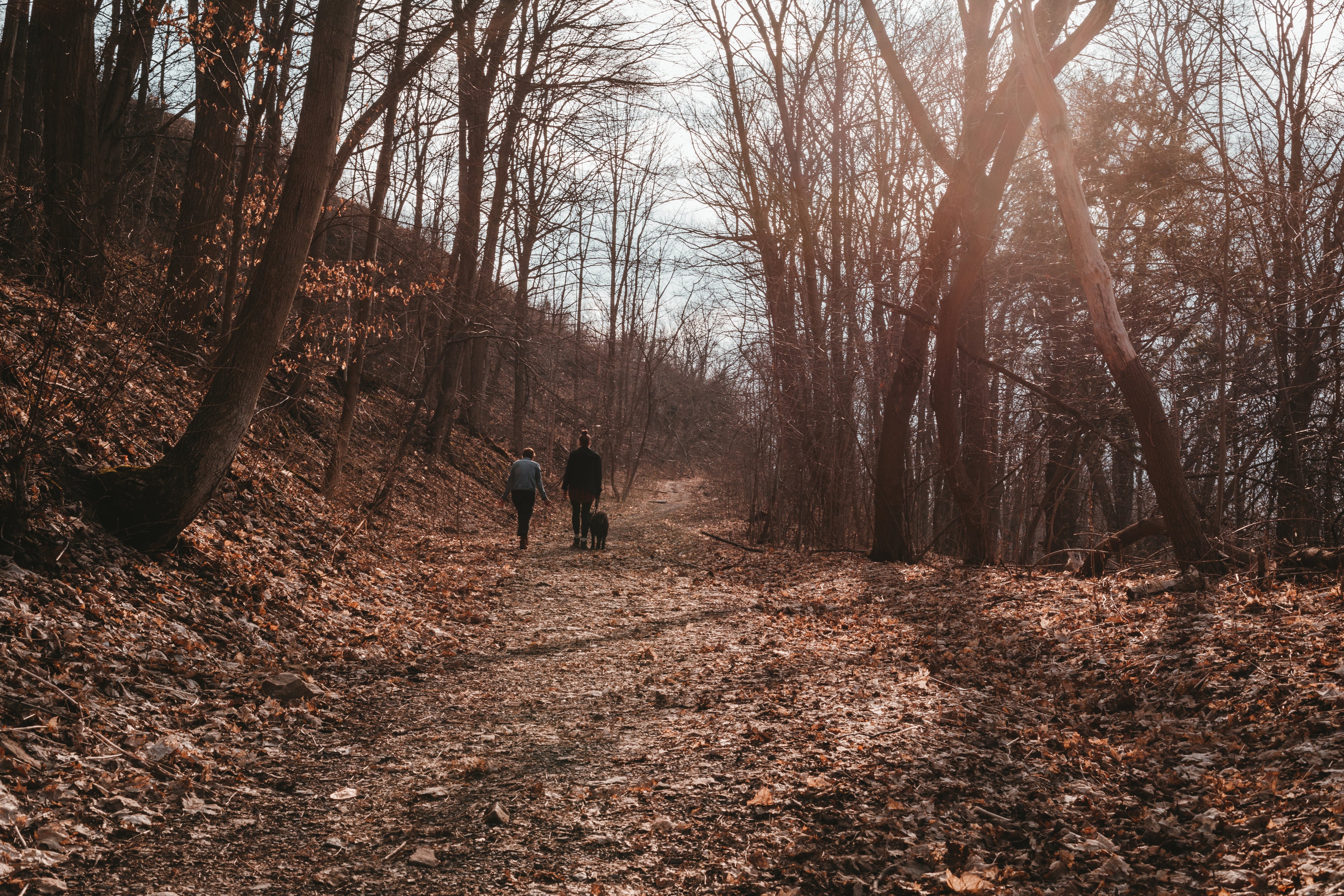 People walking happy healthy dog through the woods on a sunny day