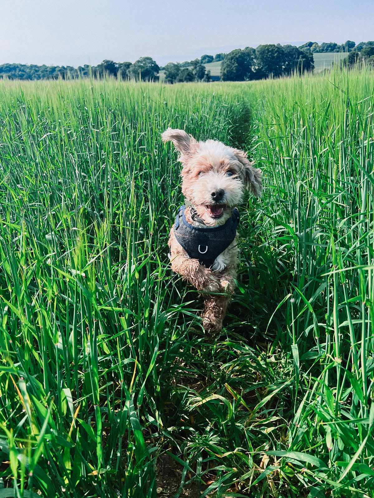Happy healthy dog enjoying outdoors