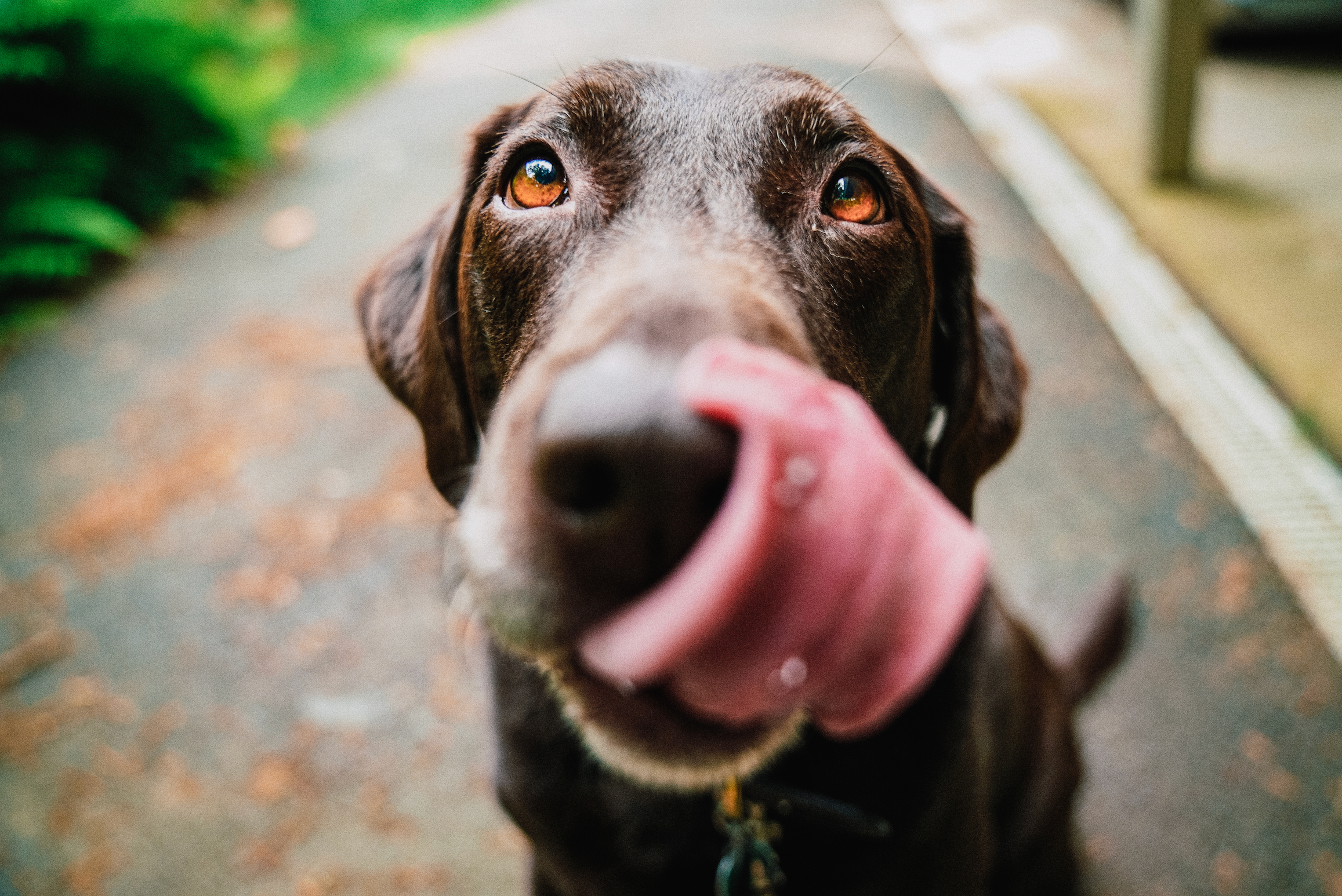 Chocolate Labrador eating tasty hund chew