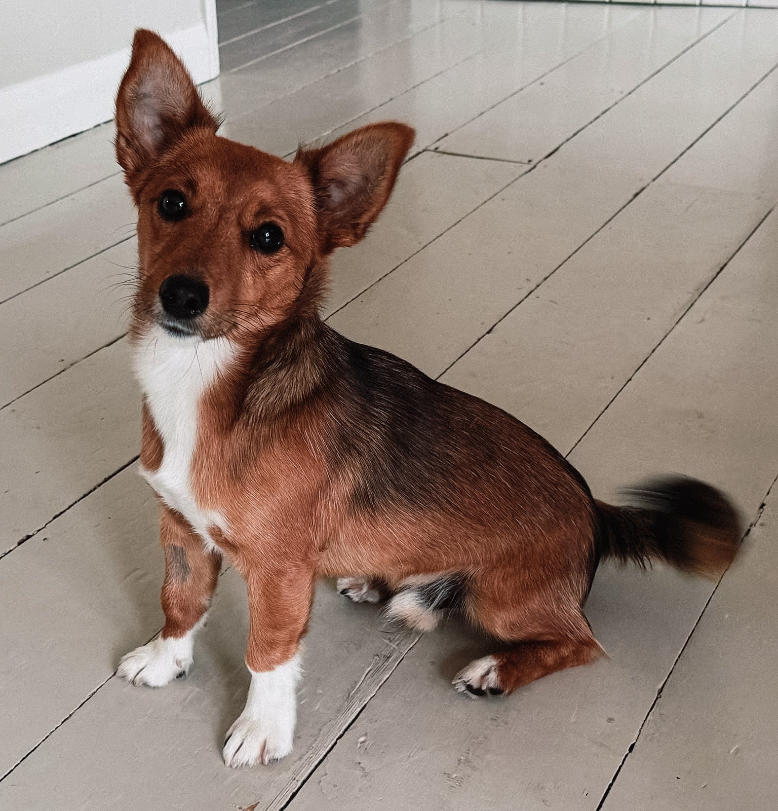hund Supplement review from Augustus the Jack Russel