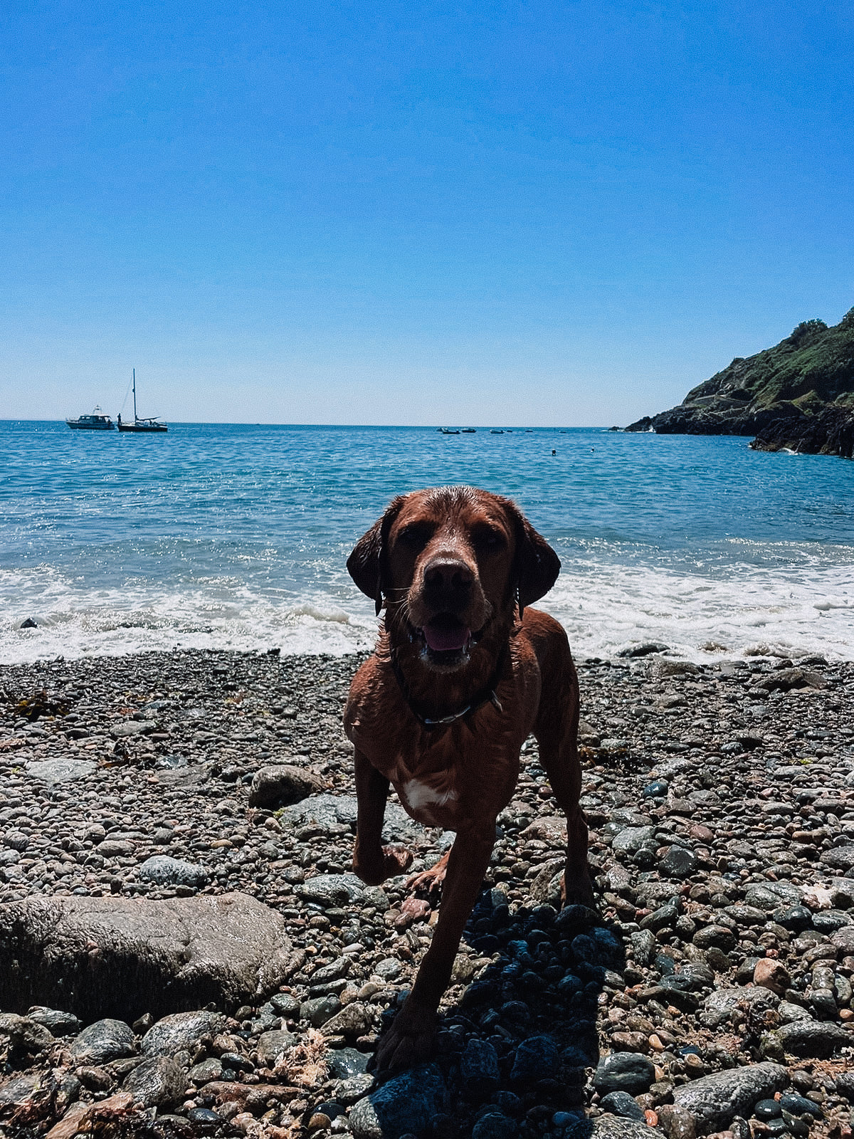 hund Supplement review from Jasper the Fox Red Labrador 