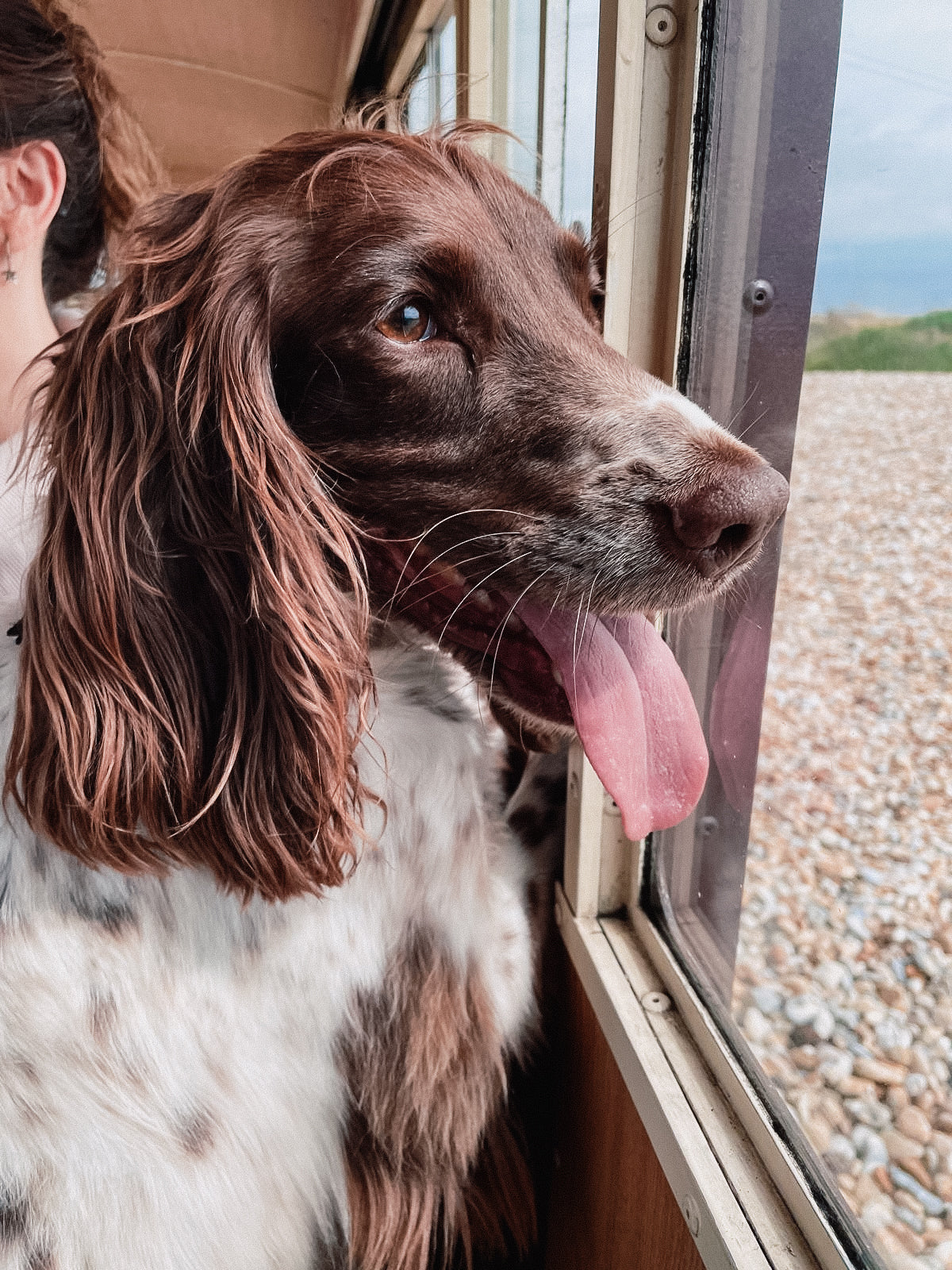 hund Supplement review from Jasper the Springer Spaniel
