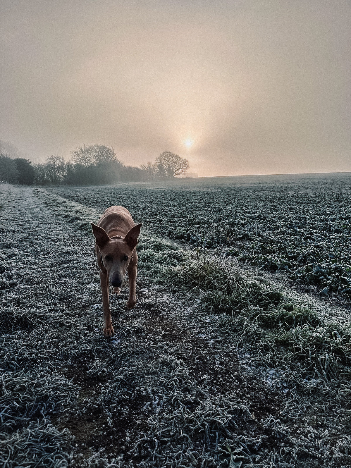 hund Supplement review from Pancome the Lurcher 