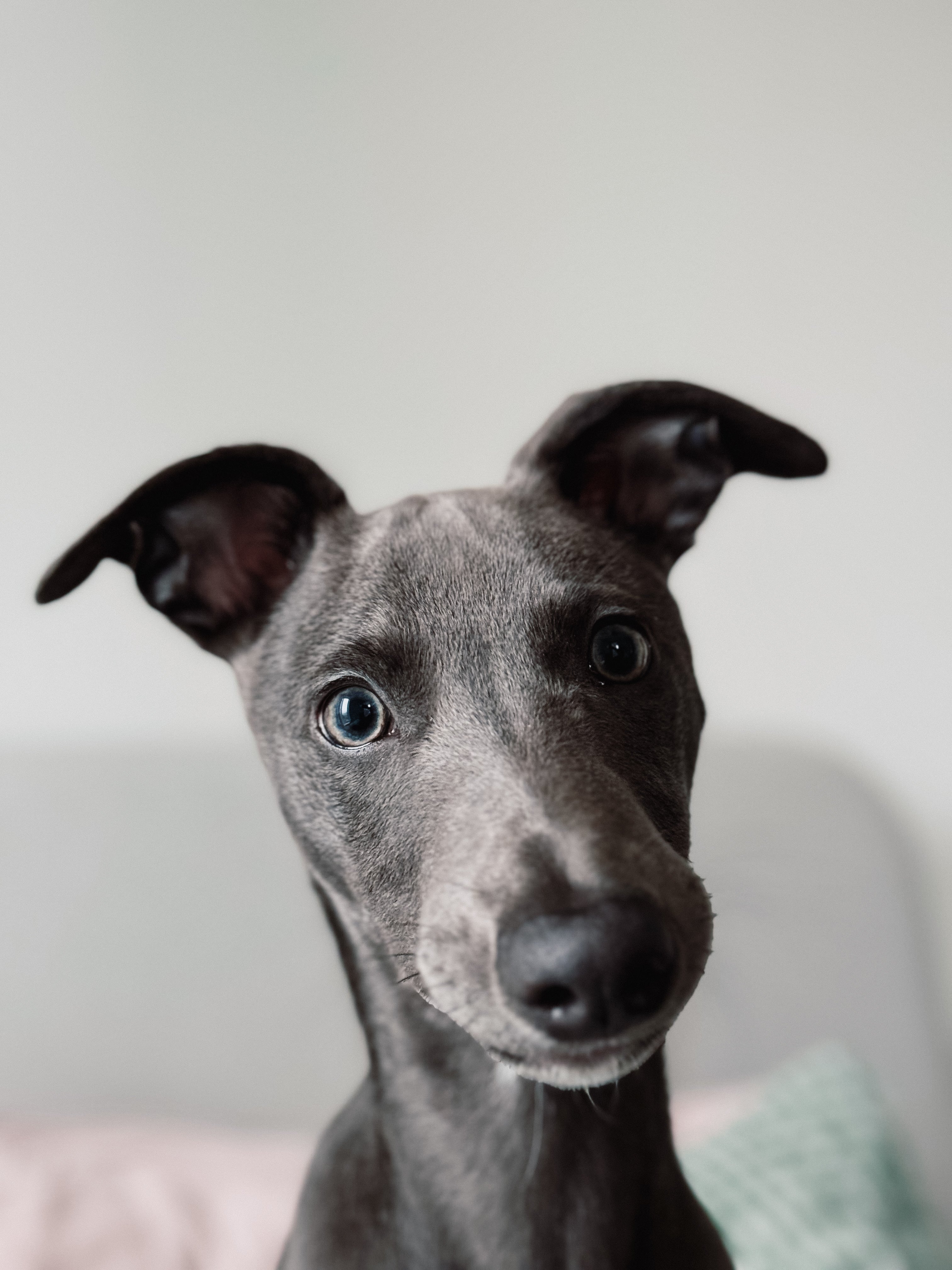 hund Supplement review from Pablo the Blue Whippet puppy.