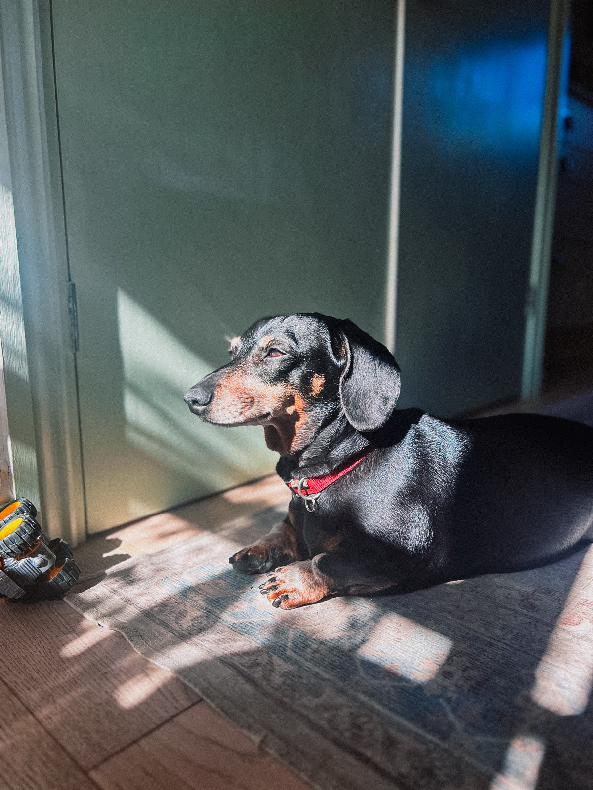 hund Supplement review from Tiggy the Dachshund